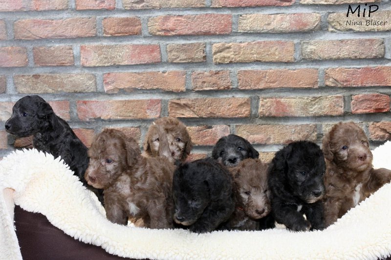 2011-05-28 Puppies Candy & Svet (60).jpg